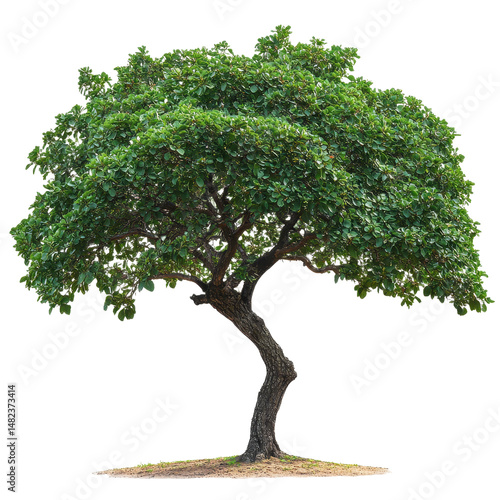 Carob Tree isolated on transparent background