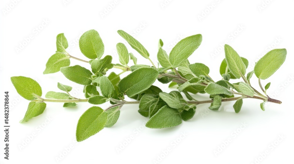 fragrant herbs like sage, thyme, and oregano, ideal for seasoning roasted meats and vegetables fragrant herbs like sage, thyme, and oregano, ideal for seasoning roasted meats and vegetables