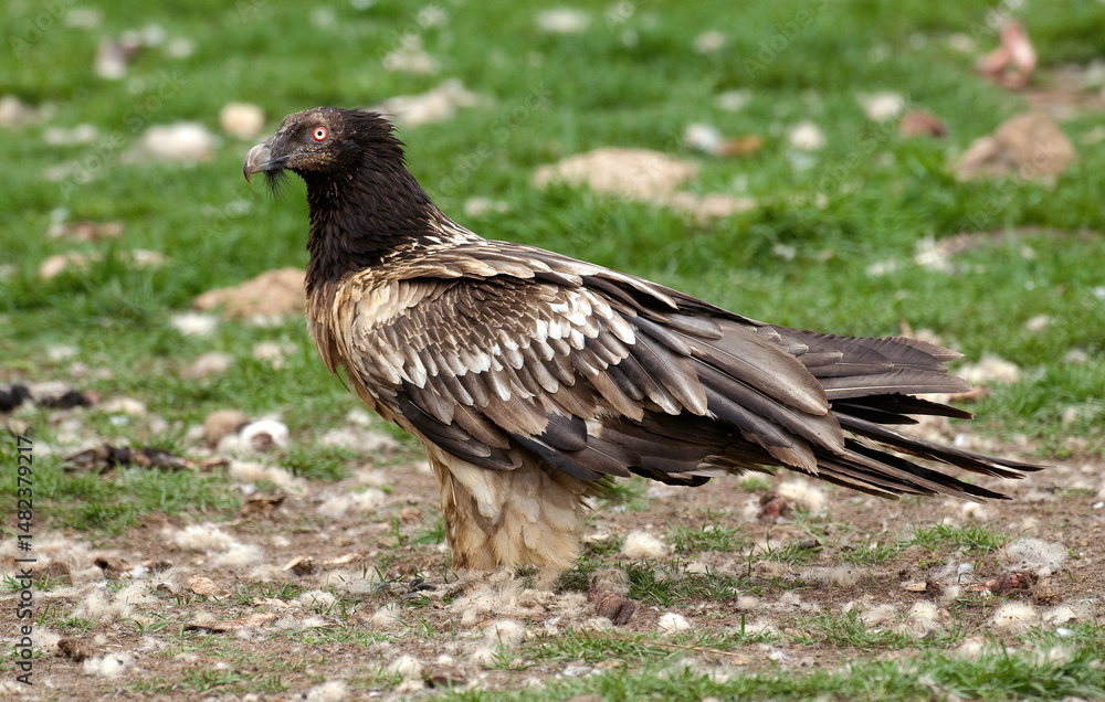 Obraz premium Gypaète barbu, jeune,.Gypaetus barbatus, Bearded Vulture, Pyrénées