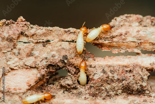 Termites are destroying wood in a close-up macro shot