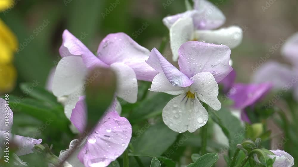 Beautiful flowers full of life
생명이 가득한 아름다운 꽃들 Beautiful flowers full of life
생명이 가득한 아름다운 꽃들