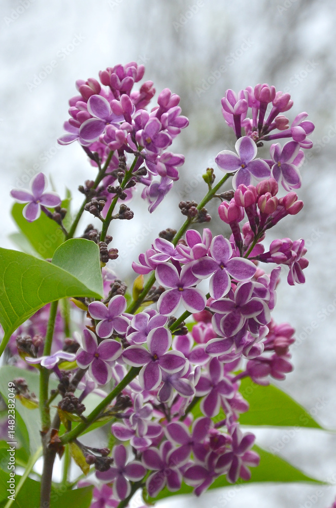' Sensation' Lilac flowering branch . Purple with white countur lilac branch with flowers anainst sky background. Closeup photo outdoors.Free copy space. ' Sensation' Lilac flowering branch . Purple with white countur lilac branch with flowers anainst sky background. Closeup photo outdoors.Free copy space.