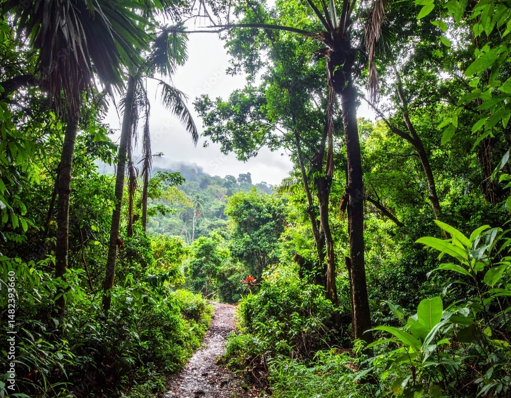 Deep tropical jungles of Southeast Asia in august Deep tropical jungles of Southeast Asia in august