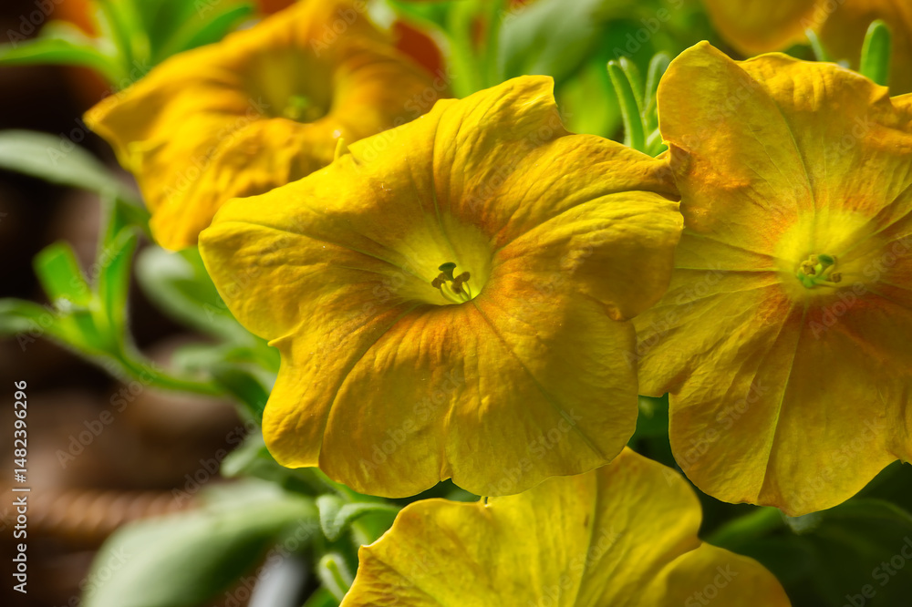 Fototapeta premium Close-up of beautiful vibrant yellow petunia flowers in full bloom during summer.