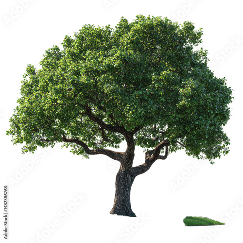 London Plane isolated on transparent background
