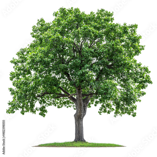 Mexican Sycamore isolated on transparent background