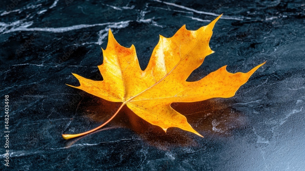 Dramatic autumn composition with single colorful leaf on moody dark surface Dramatic autumn composition with single colorful leaf on moody dark surface