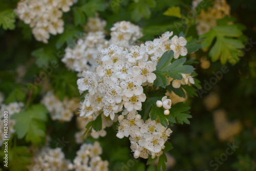Fleur d'Aubépine (Crataegus) - Arbuste médicinal