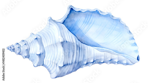 Watercolor blue seashell on a transparent background.