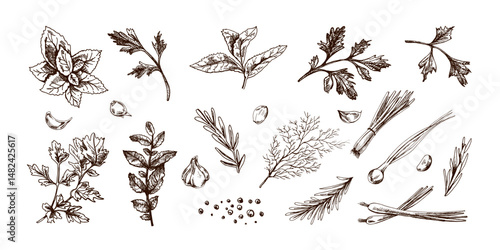 Hand drawn vintage sketch of culinary herbs, garlic and green spices in engraved style
