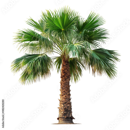 Washingtonia Palm isolated on transparent background