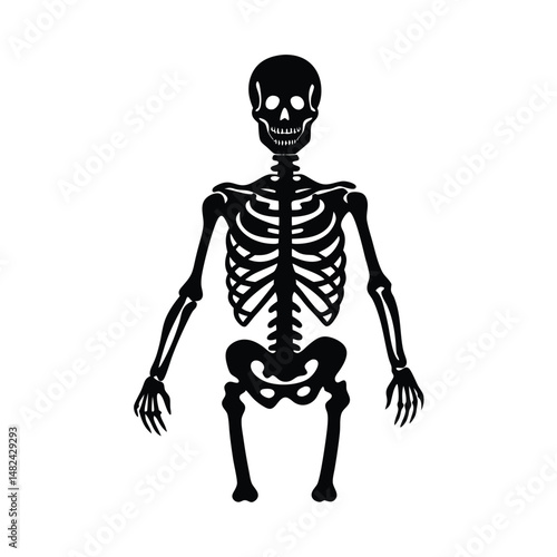 skeleton