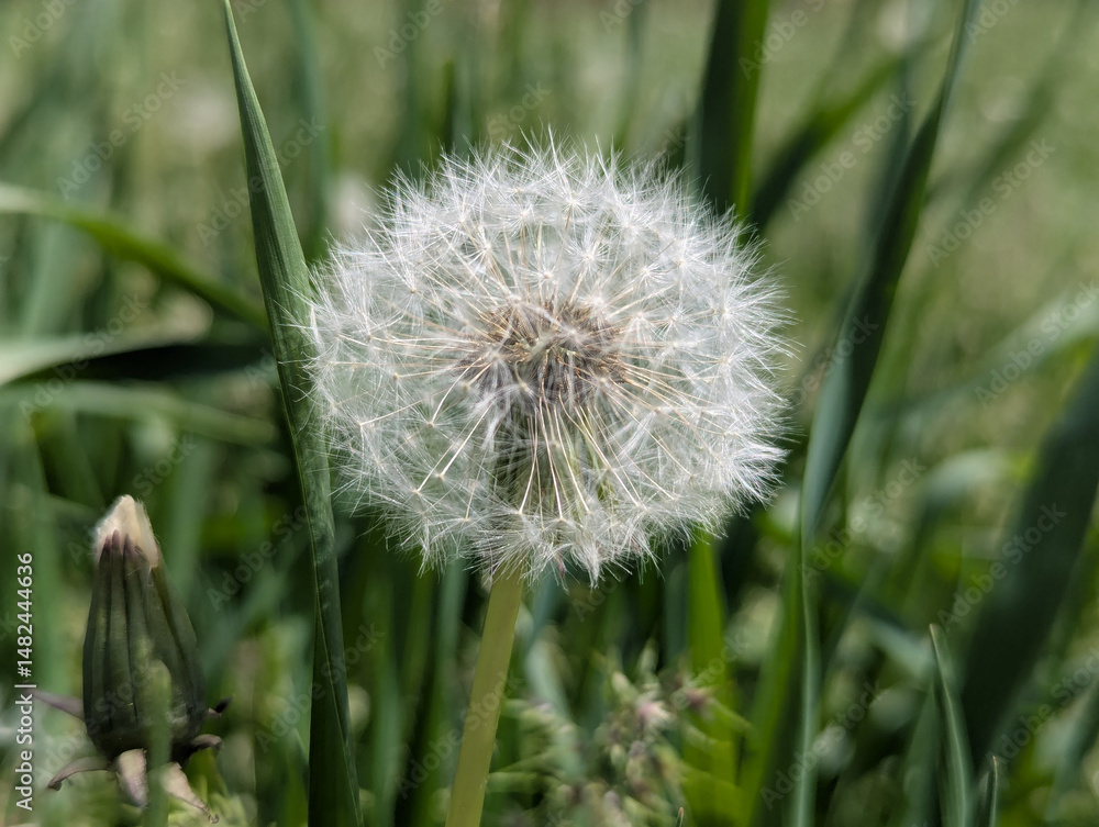 Fototapeta premium Dandelion basket. After bright flowering in natural areas, flower beds, roadsides, the dandelion plant forms a basket where the seeds ripen. The seeds are scattered far and wide by the wind