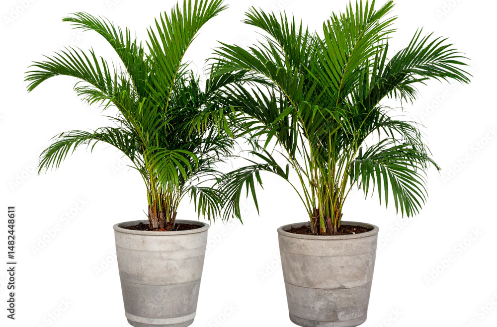 Fototapeta premium Two potted palm trees, transparent background