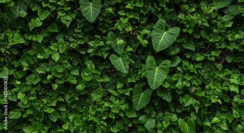 Wallpaper Mural Lush green ivy wall with varying leaf shapes creating a vibrant backdrop Torontodigital.ca