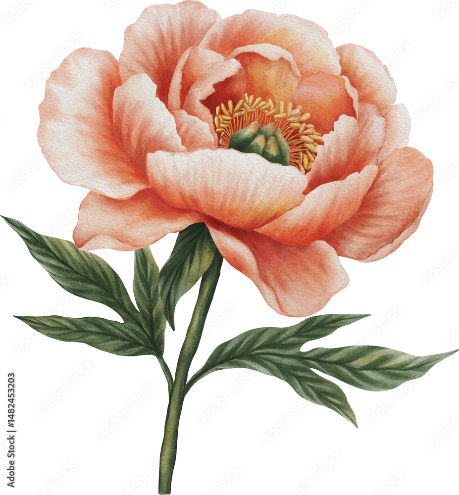 custom made wallpaper toronto digitalWatercolor illustration of a peach-colored peony flower. Delicate hand-painted blossom isolated on white background. Perfect for wedding designs, botanical prints, and elegant decor.