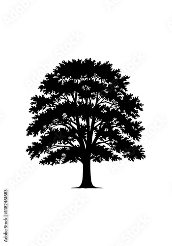 Silhouette of Stillness