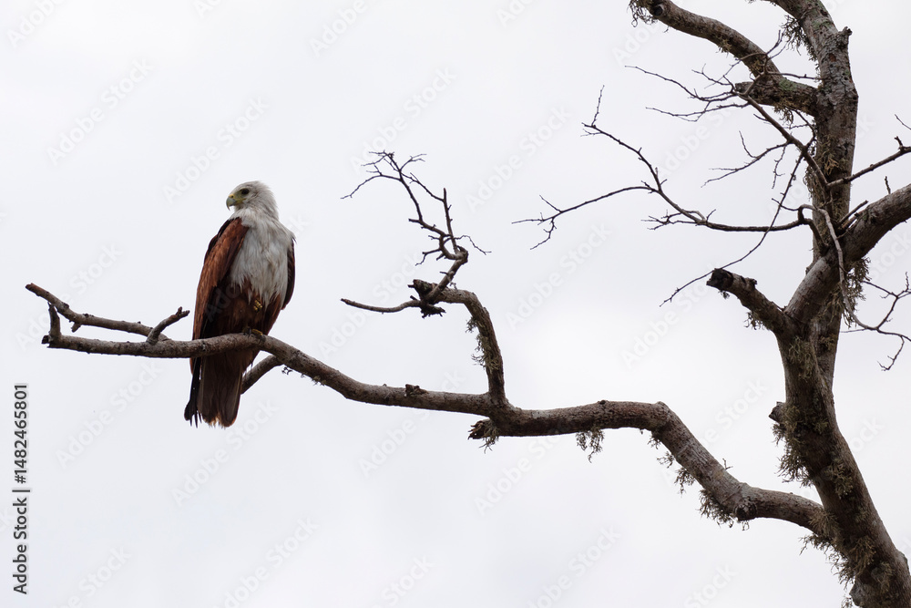 A Brahminy kite perched on a branch in Kumana National Park, Sri Lanka. A Brahminy kite perched on a branch in Kumana National Park, Sri Lanka.