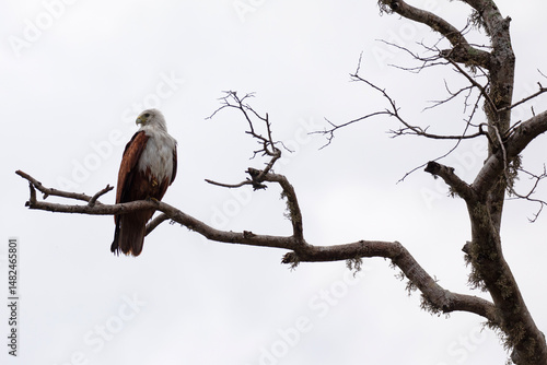 A Brahminy kite perched on a branch in Kumana National Park, Sri Lanka.