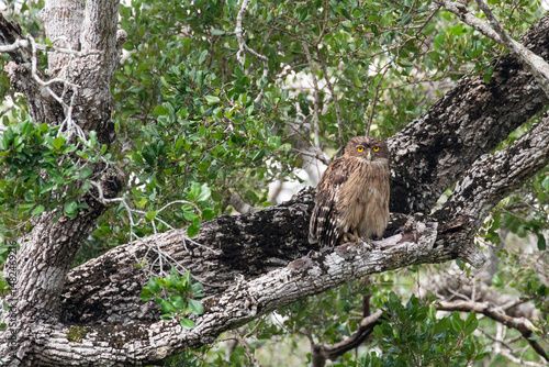 A brown fish owl partially camouflaged on a tree.
