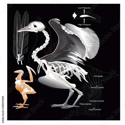 Bird Study and Vector Illustration