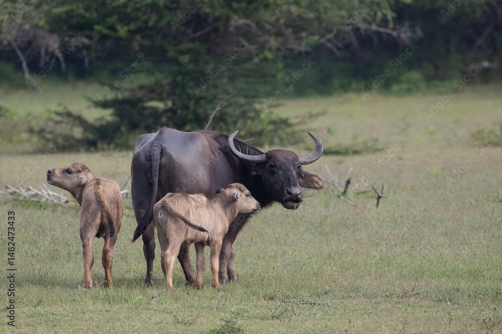 Obraz premium Water buffalo calves in Kumana national park staying close to the herd for protection.
