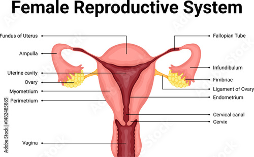 Diagram of female  reproductive system illustration for education