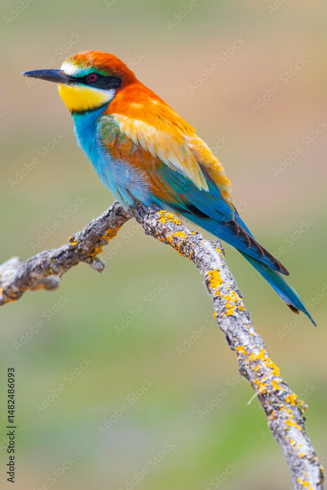 Fototapeta premium Bee-eater, Merops apiaster, Mediterranean Forest, Castilla y Leon, Spain, Europe