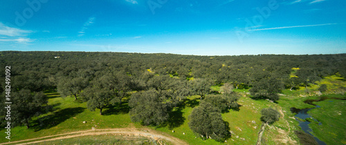 Fotografie Holm Oak Meadow, Córdoba, Andalucía, Spain, Europe