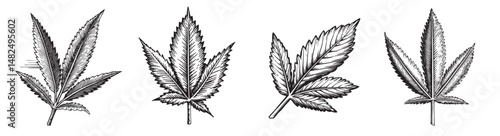 Vintage Sketches of Four Varieties of Leafy Plant Illustrations, vintage retro hipster logo design, vector illustration, engraving design