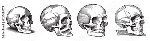 Detailed Illustrations of Human Skulls from Multiple Angles, Set Logo design, Vector Illustration, Engraving style