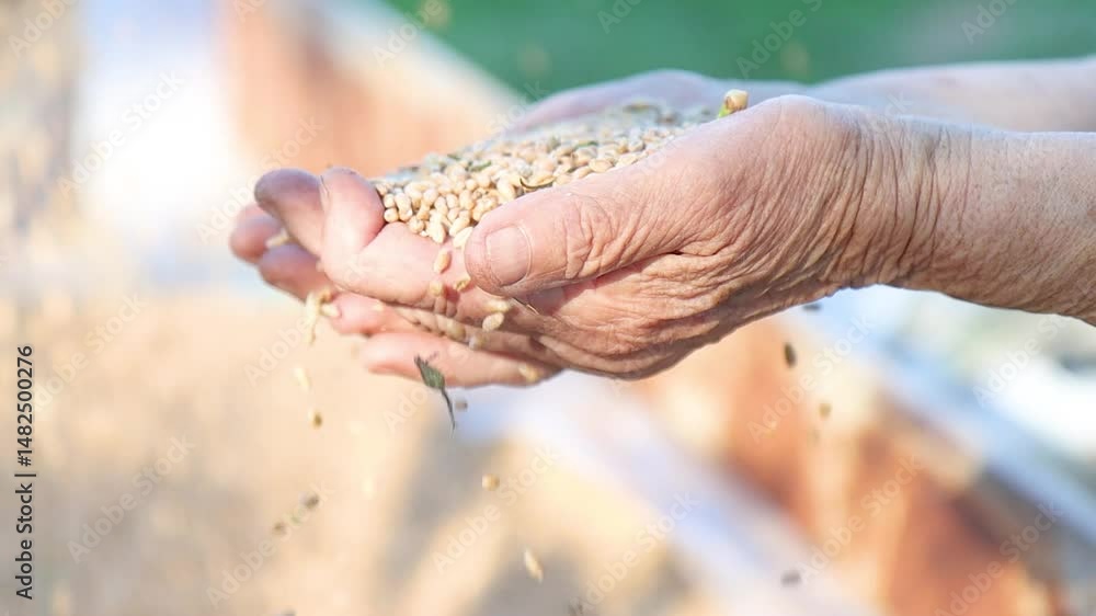 old woman's hands sifting wheat in the wind old woman's hands sifting wheat in the wind