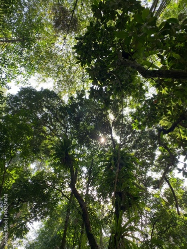Very dense leaves in the forest can provide a lot of oxygen and help provide energy to the humans below.