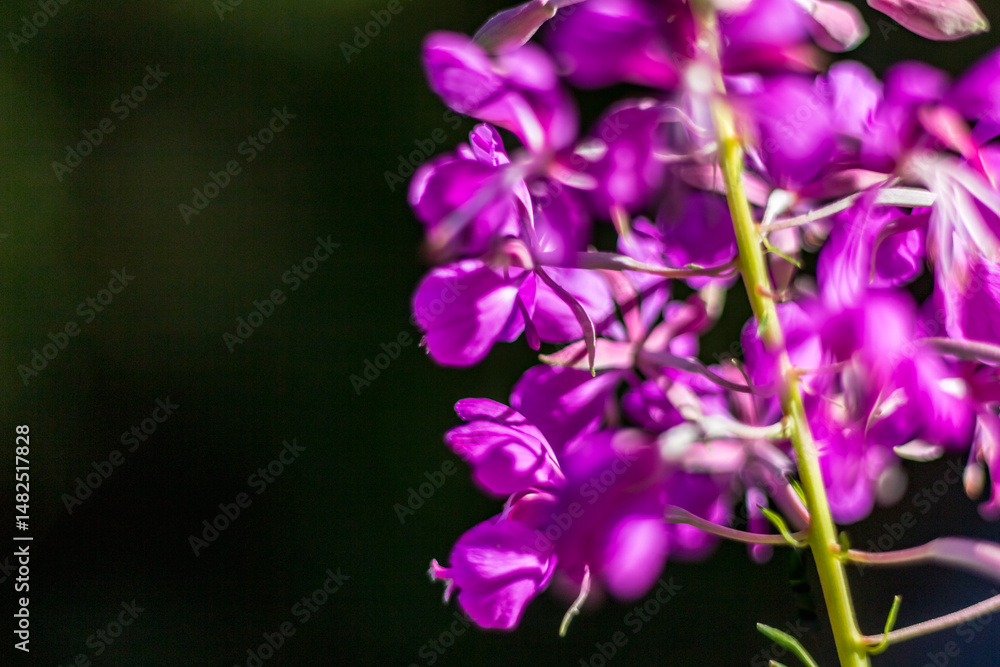 Obraz premium fireweed flower....