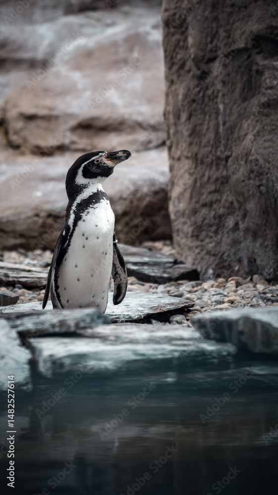 Fototapeta premium Manchot 