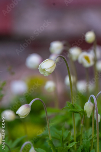 Wallpaper Mural Flowers in the garden. High quality photo Torontodigital.ca