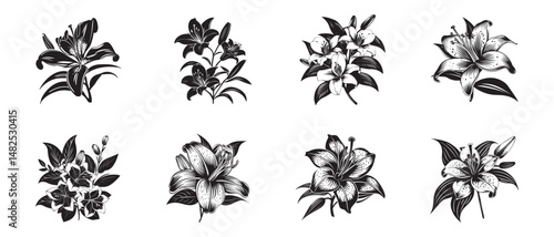 set of lily flower vector illustration black and white
