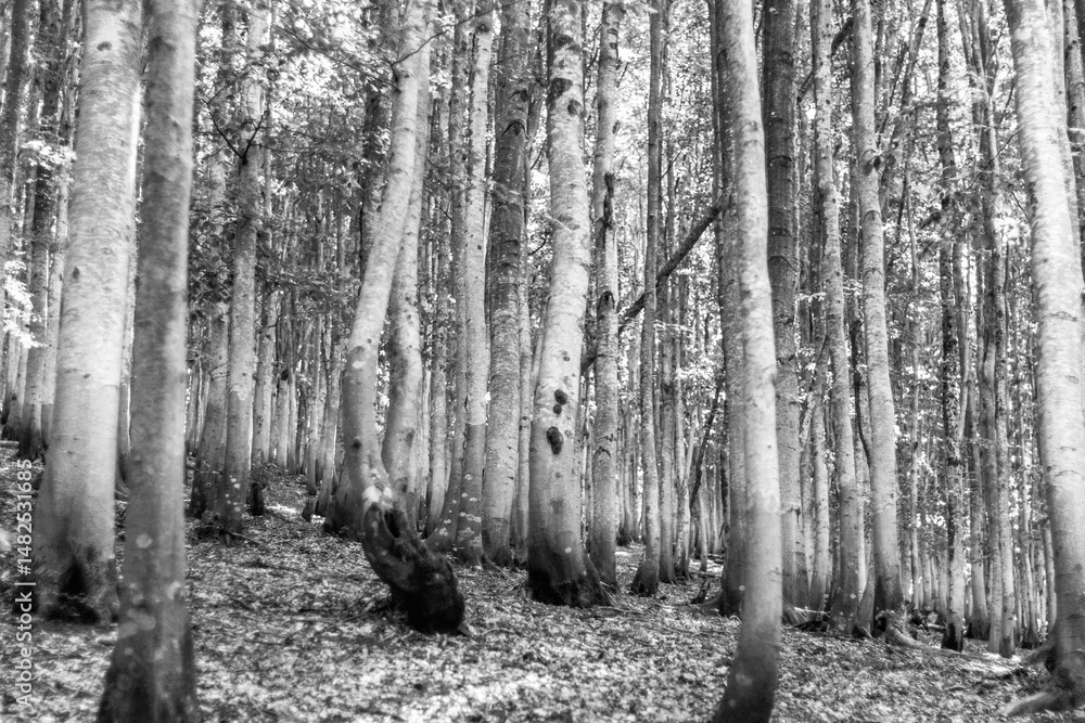 Naklejka premium Bare Woodland Stands In Majestic Silence.