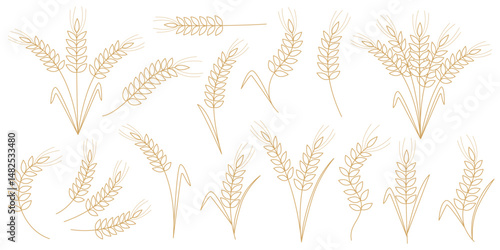 Golden outline of ripe ears of cereal plants. Set of wheat, rye, barley, millet, oat ears. Set of elements symbol of grain agricultural crops, vector
