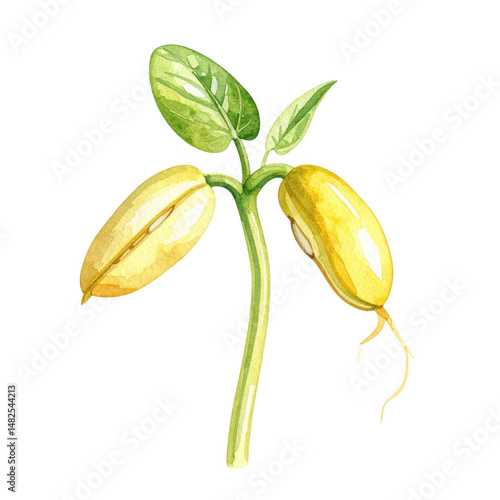 A watercolor painting of a sprouting bean plant with two seeds germinating showing delicate leaves and emerging roots