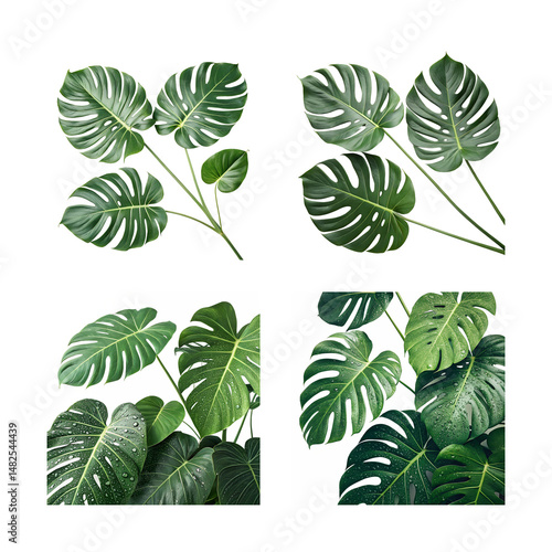 set green leaves isolated on white background