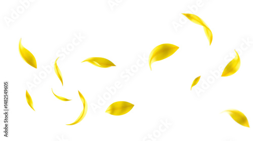 Flying yellow petals isolated on transparent background