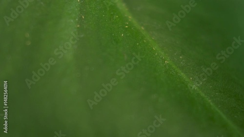 Close up view of very small thrips attacking a green monstera leaf