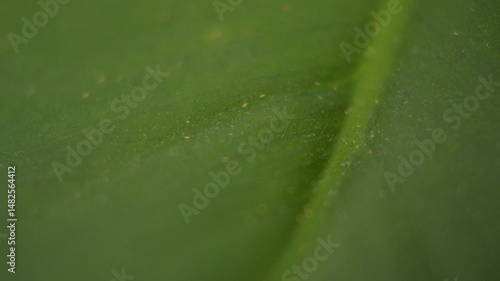 Close up view of very small thrips attacking a green monstera leaf