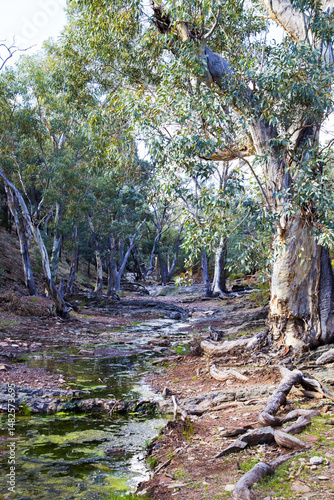 Creek lined with gum trees and water, vertical