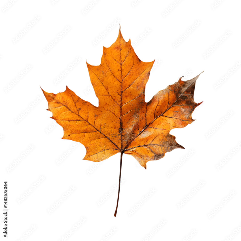 Single dry orange maple leaf on black background Autumn foliage nature detail Single dry orange maple leaf on black background Autumn foliage nature detail
