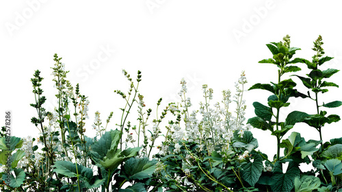 Foreground of green plants and flowers isolated on white background 