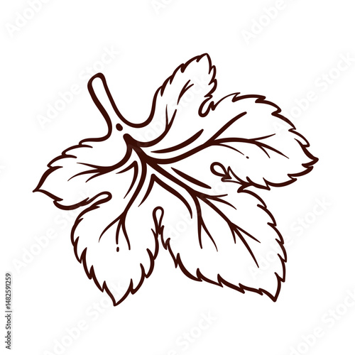 Green hop leaf line icon. Outline hand drawn vintage sketch of one hop plant leaf, element of Oktoberfest party, brewery and pub emblem. Botany mascot, herb part icon vector illustration