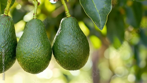 Ripe Green Avocados Hanging from Tree Branch in Natural Sunlight with a Soft Bokeh Background