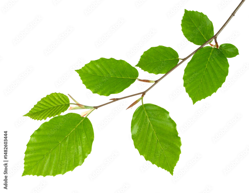 Fototapeta premium Beech branch with green leaves isolated on transparent background